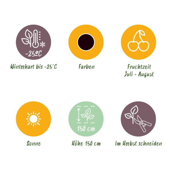 Jostabes - Ribes Jostabes - Winterhard - 3 Planten