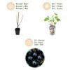 Jostabes - Ribes Jostabes - Winterhard - 3 Planten