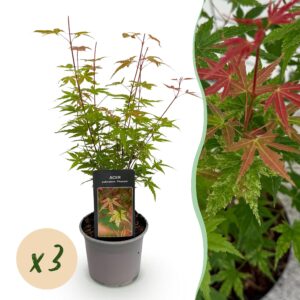 Acer palmatum Phoenix - Roze - 3 Planten - Bladverliezend - Weinig Onderhoud