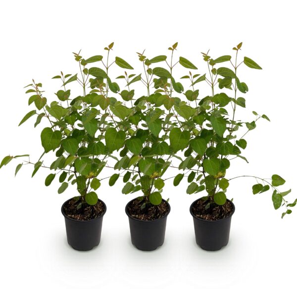 Cercidiphyllum japonicum - Groen 3 Planten - Bladverliezend - Weinig Onderhoud