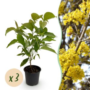 Cornus mas - Bloem Geel - 3 Planten - Bladverliezend - Weinig Onderhoud