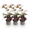 Acer palmatum Atropurpureum - Paars - 3 Planten - Blad verliezend - Weinig Onderhoud