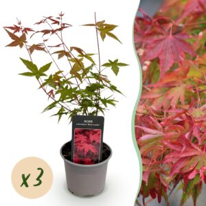 Acer palmatum Beni-maiko - Rood - 3 Planten - Bladverliezend - Weinig Onderhoud