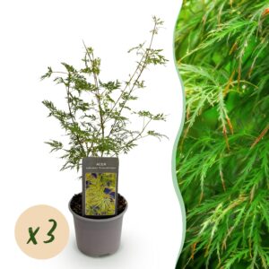 Acer palmatum Emerald Lace - Groen - 3 Planten - Bladverliezend - Weinig Onderhoud