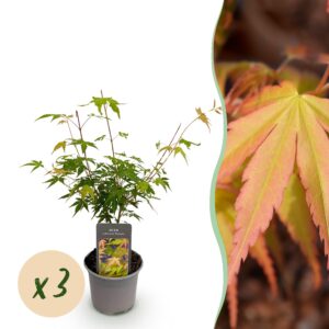 Acer palmatum Katsura - Oranje - 3 Planten - Bladverliezend - Weinig Onderhoud