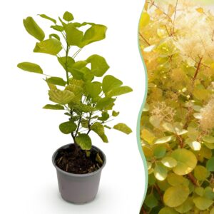 Cotinus coggyria Golden Spirit - Geel - Bladverliezend - Weinig Onderhoud