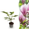 Magnolia George Henry Kern - Bloem Roze - Bladverliezend - Weinig Onderhoud