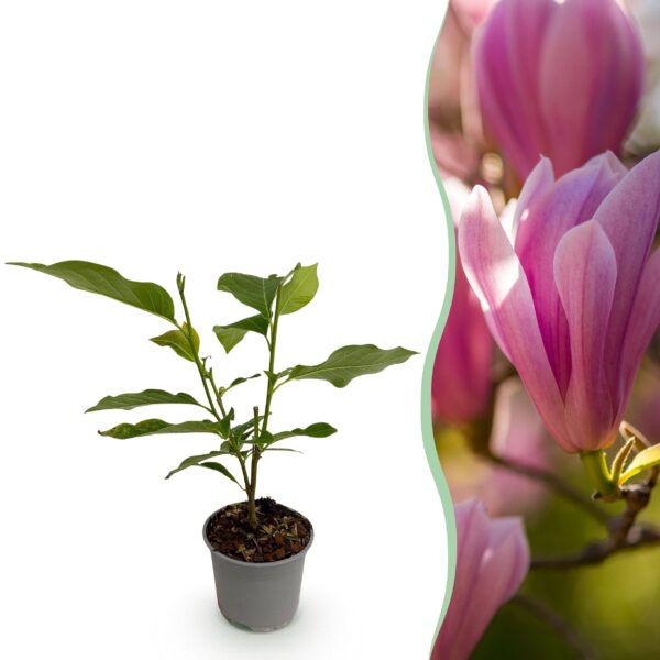 Magnolia Heaven Scent - Bloem Roze - Bladverliezend - Weinig Onderhoud