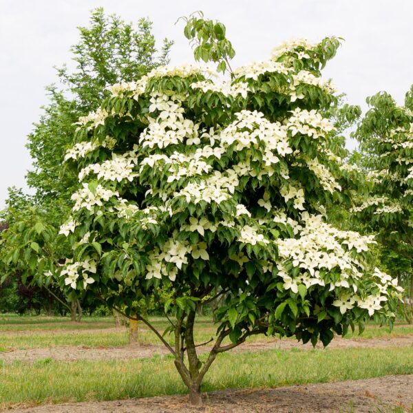 Cornus kousa chinensis - Bloem Wit - Bladverliezend - Weinig Onderhoud