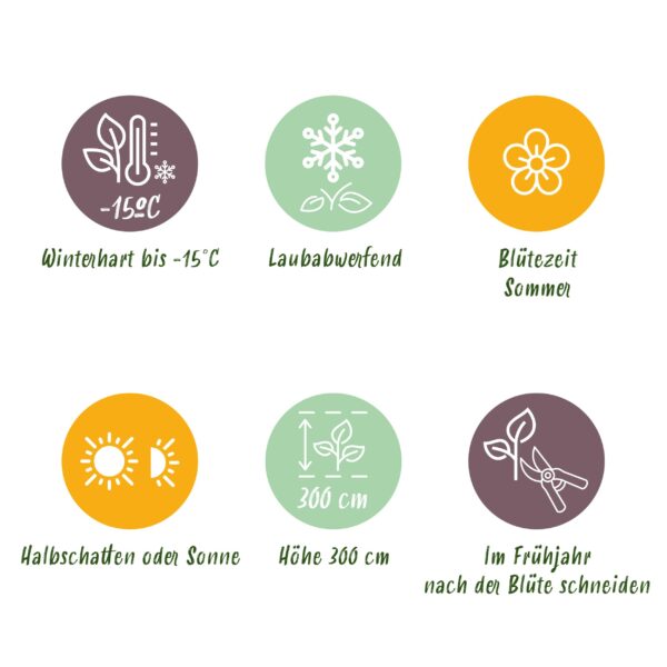 Cornus kousa chinensis - Bloem Wit - Bladverliezend - Weinig Onderhoud