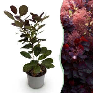 Cotinus coggyria Royal Purple - Paars - Bladverliezend - Weinig Onderhoud
