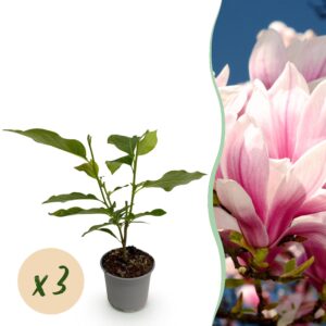 Magnolia soulangeana - Bloem Roze - 3 Planten - Bladverliezend - Weinig Onderhoud