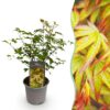 Acer palmatum Little Princess - Groen - Bladverliezend - Weinig Onderhoud