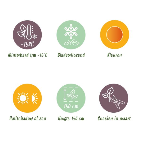 Acer palmatum Little Princess - Groen - Bladverliezend - Weinig Onderhoud