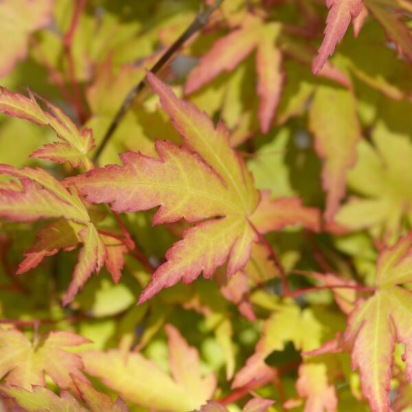 thumbnail_6000-613.jpg Acer palmatum Sangokaku - Groen - Bladverliezend - Weing Onderhoud