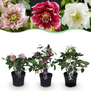 thumbnail_6000-656.jpg Helleborus orientalis Double Tricolour - Roze - Rode - Witte Bloem -3 Planten - Groenblijvend