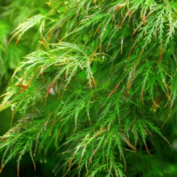 Acer palmatum Emerald Lace - Groen - Bladverliezend - Weinig Onderhoud