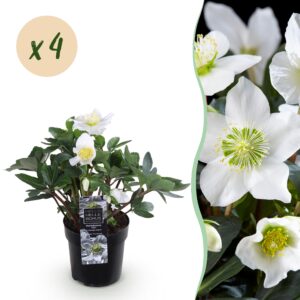 thumbnail_6000-702.jpg Kerstroos - Helleborus Christmas Carol - Witte Bloem - 4 Planten - Groenblijvend