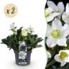 Kerstroos - Helleborus Christmas Carol  - Witte Bloem -2 Planten - Groenblijvend