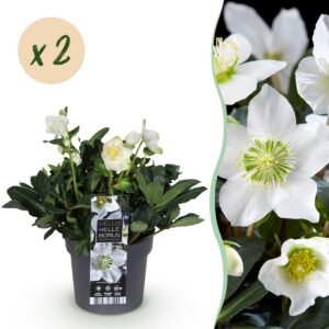 thumbnail_6000-714.jpg Kerstroos - Helleborus Christmas Carol - Witte Bloem -2 Planten - Groenblijvend