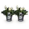 Kerstroos - Helleborus Christmas Carol  - Witte Bloem -2 Planten - Groenblijvend