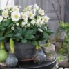 Kerstroos - Helleborus Christmas Carol  - Witte Bloem -2 Planten - Groenblijvend