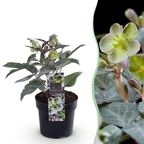 Lenten Rose Helleborus sternii Silver Dollar - Groene  Bloem -1 Plant - Groenblijvend