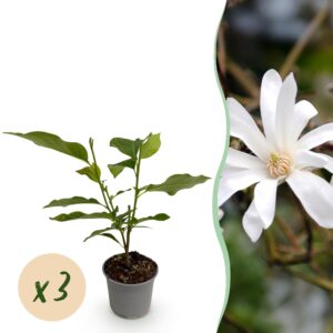 Magnolia stellata - Bloem Wit - 3 Planten - Bladverliezend - Weinig Onderhoud