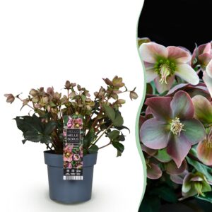 thumbnail_6000-762.jpg Helleborus Angels Glow - Roze Bloem - Groenblijvend