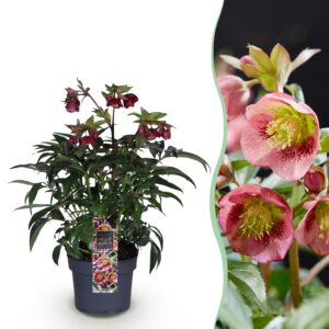 thumbnail_6000-774.jpg Helleborus Dacaya - Roze Bloem - Groenblijvend