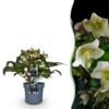 Helleborus Diamfire - Groene Bloem - Groenblijvend