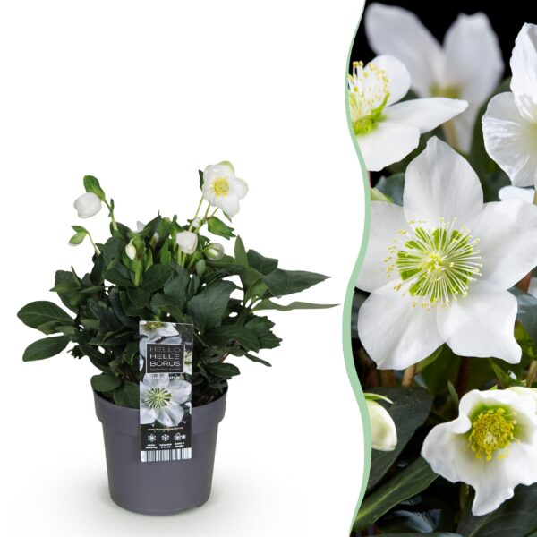 Kerstroos - Helleborus Christmas Carol  - Witte Bloem -1 Plant - Groenblijvend