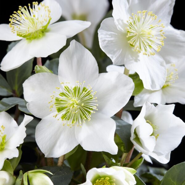 Kerstroos - Helleborus Christmas Carol  - Witte Bloem -1 Plant - Groenblijvend