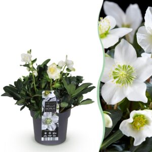 Kerstroos - Helleborus Christmas Carol  - Witte Bloem -1 Plant - Groenblijvend