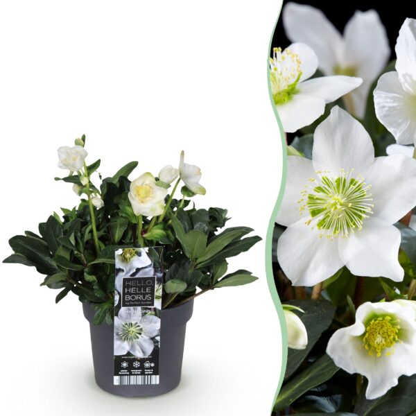 Kerstroos - Helleborus Christmas Carol  - Witte Bloem -1 Plant - Groenblijvend