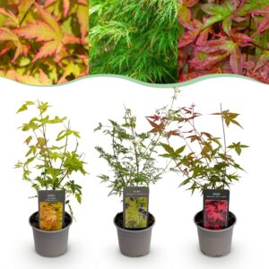 Acer palmatum Tricolour - Rood-Groen-Oranje  - 3 Planten - Blad verliezend - Weinig Onderhoud