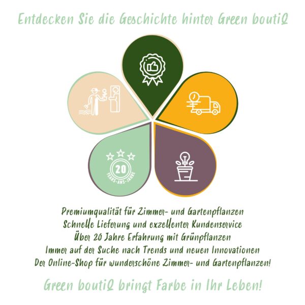 Nandina Obsessed - Rood - 2 Planten - Groenblijvend - Weinig Onderhoud