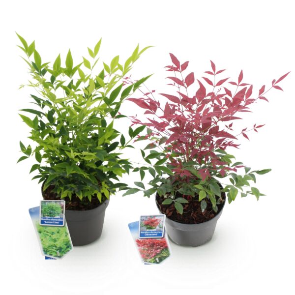 Nandina Duo - Geel & Rood - 2 Planten - Groenblijvend - Weinig Onderhoud