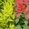 Nandina Duo - Geel & Rood - 2 Planten - Groenblijvend - Weinig Onderhoud