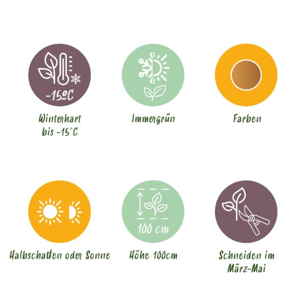 Nandina Duo - Geel & Rood - 2 Planten - Groenblijvend - Weinig Onderhoud