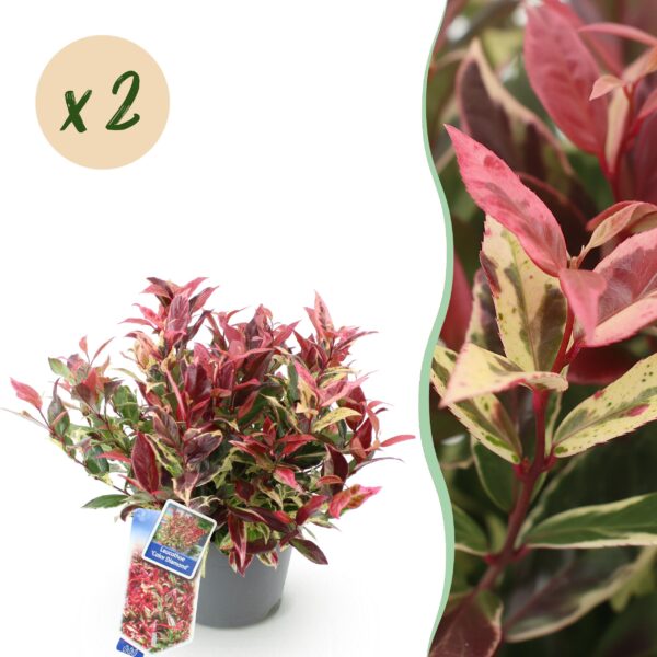 Leucothoe Colour Diamond - Bont - 2 Planten - Groenblijvend - Weinig Onderhoud