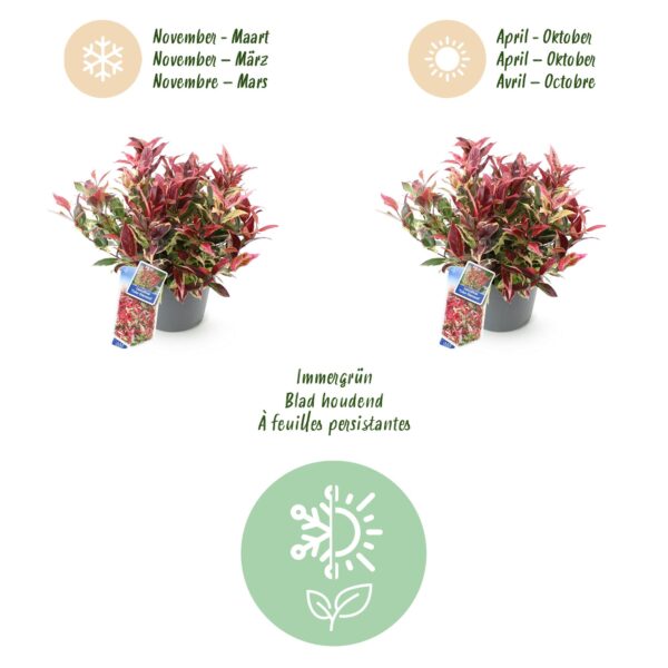 Leucothoe Colour Diamond - Bont - 2 Planten - Groenblijvend - Weinig Onderhoud