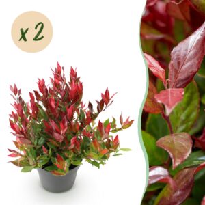 thumbnail_6000-927.jpg Leucothoe Little Flame - Rood - 2 Planten - Groenblijvend - Weinig Onderhoud