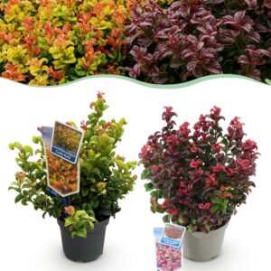 Leucothoe Curly Duo - Geel & Rood - 2 Planten - Groenblijvend - Weinig Onderhoud