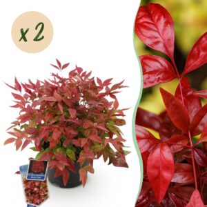 Nandina Blush Pink - Donker Roze - 2 Planten - Groenblijvend - Weinig Onderhoud