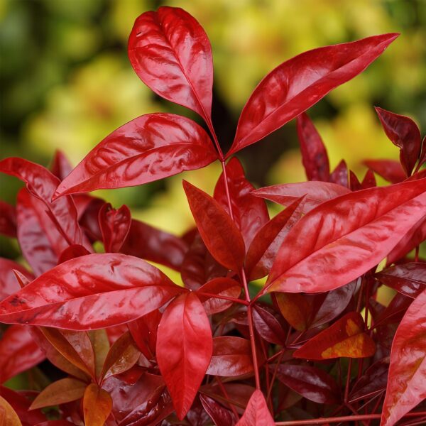Nandina Blush Pink - Donker Roze - 2 Planten - Groenblijvend - Weinig Onderhoud