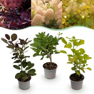 Cotinus coggyria Tricolour - Paars-Groen-Geel - 3 Planten - Bladverliezend - Weinig Onderhoud