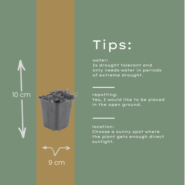 Thymus praecox 'Coccineus' | 6 stuks