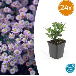 Aster ageratoides 'Stardust' | 24 stuks