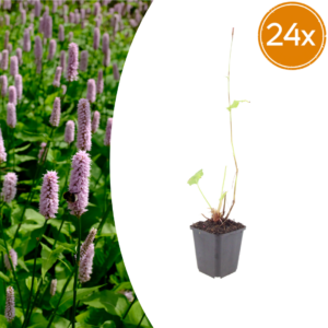 thumbnail_6000-1007.png Persicaria aff. 'Superba' | 24 stuks
